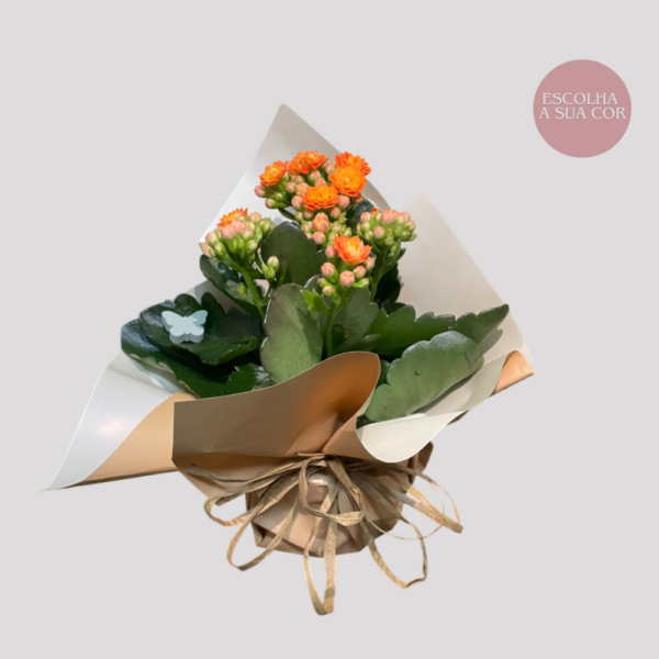 Kalenchoe Blossfeldiana - Image 2