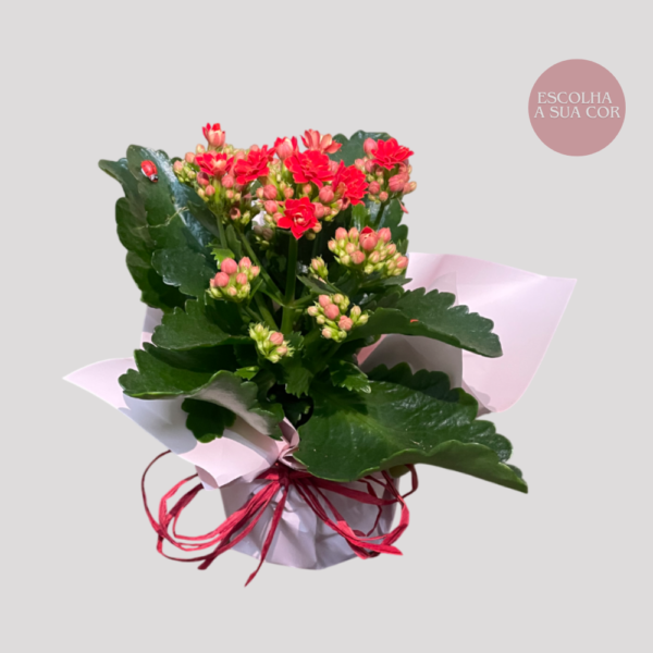 Kalenchoe Blossfeldiana - Image 3